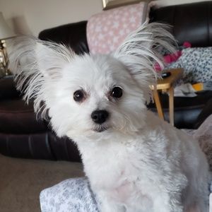 Meet your Posher, Lindsey